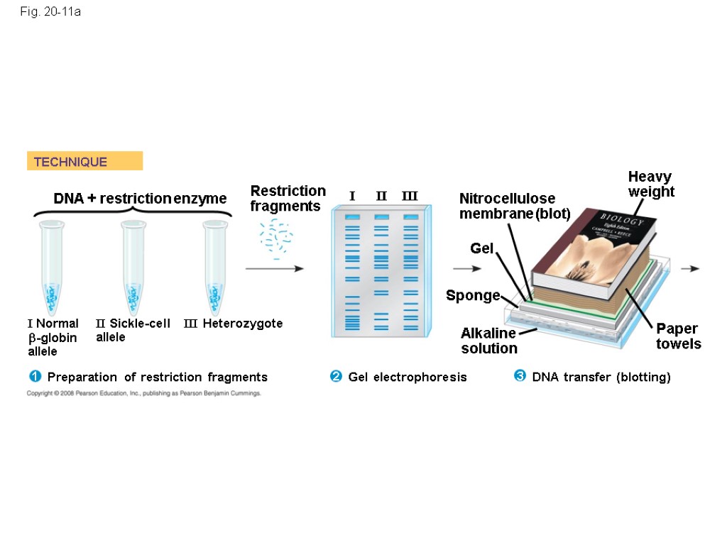 Fig. 20-11a TECHNIQUE Nitrocellulose membrane (blot) Restriction fragments Alkaline solution DNA transfer (blotting) Sponge